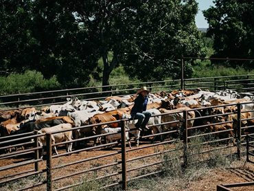 Bullo River Station will continue as a working cattle station throughout the redevelopment