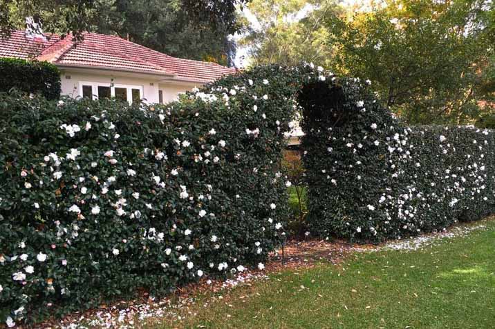 natural fence hedge plant fence on side of house ideas privacy