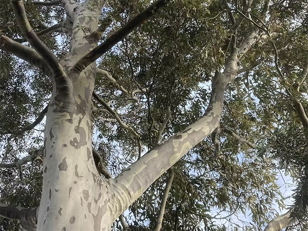 tree cover sydney