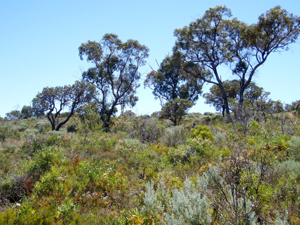 perth bushland